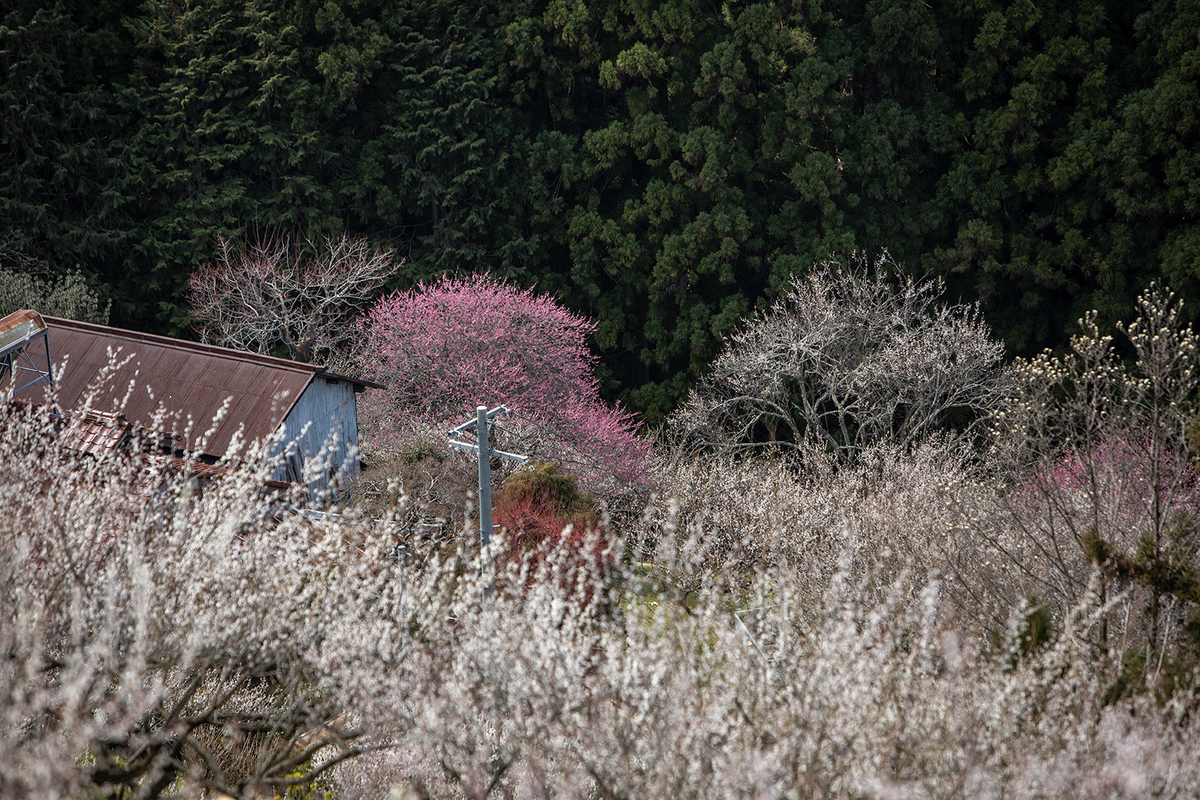 奈良県広橋梅林