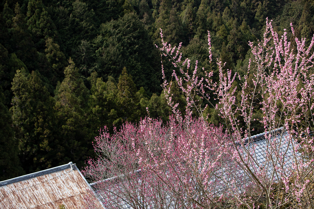 奈良県広橋梅林