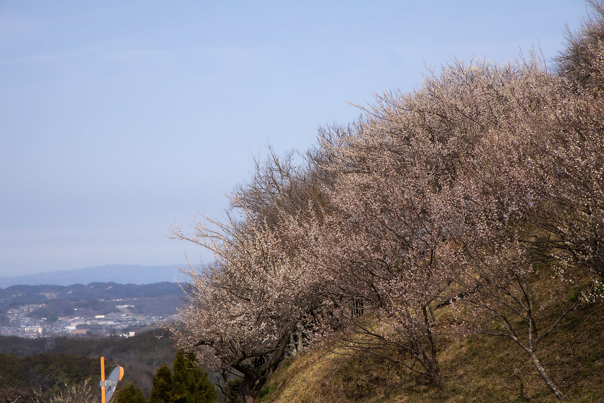 奈良県広橋梅林