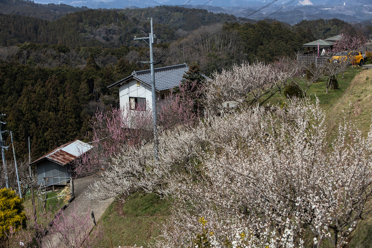 奈良県広橋梅林