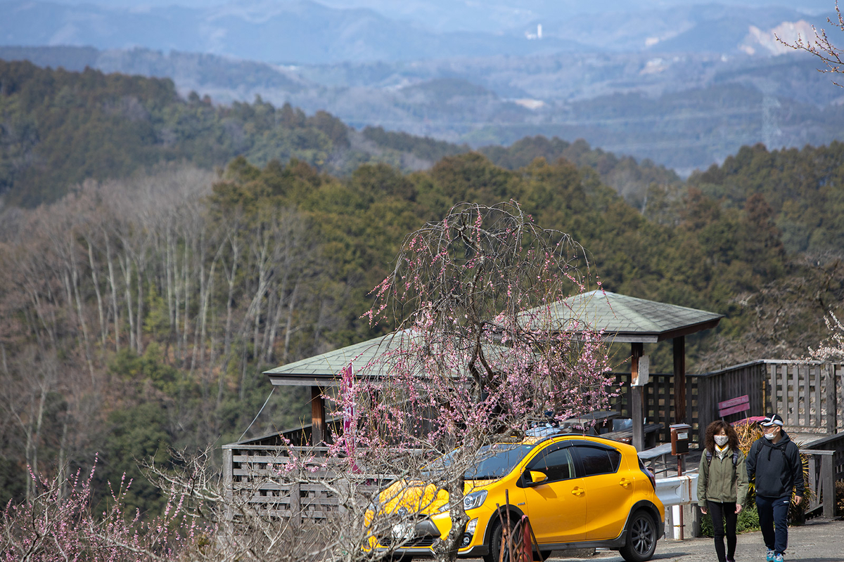 奈良県広橋梅林