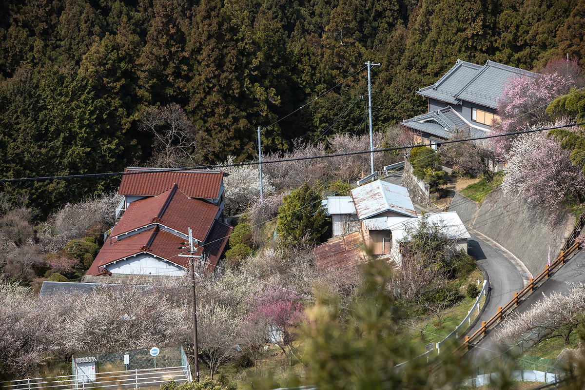 奈良県広橋梅林