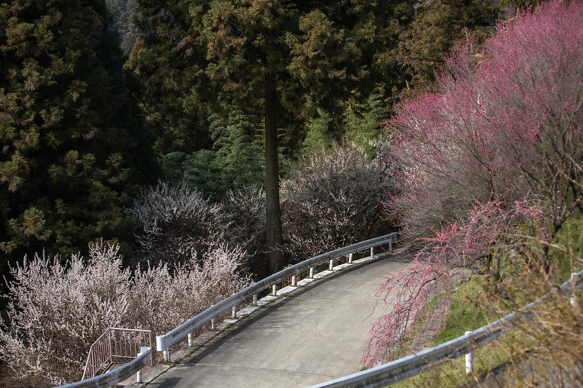 奈良県広橋梅林