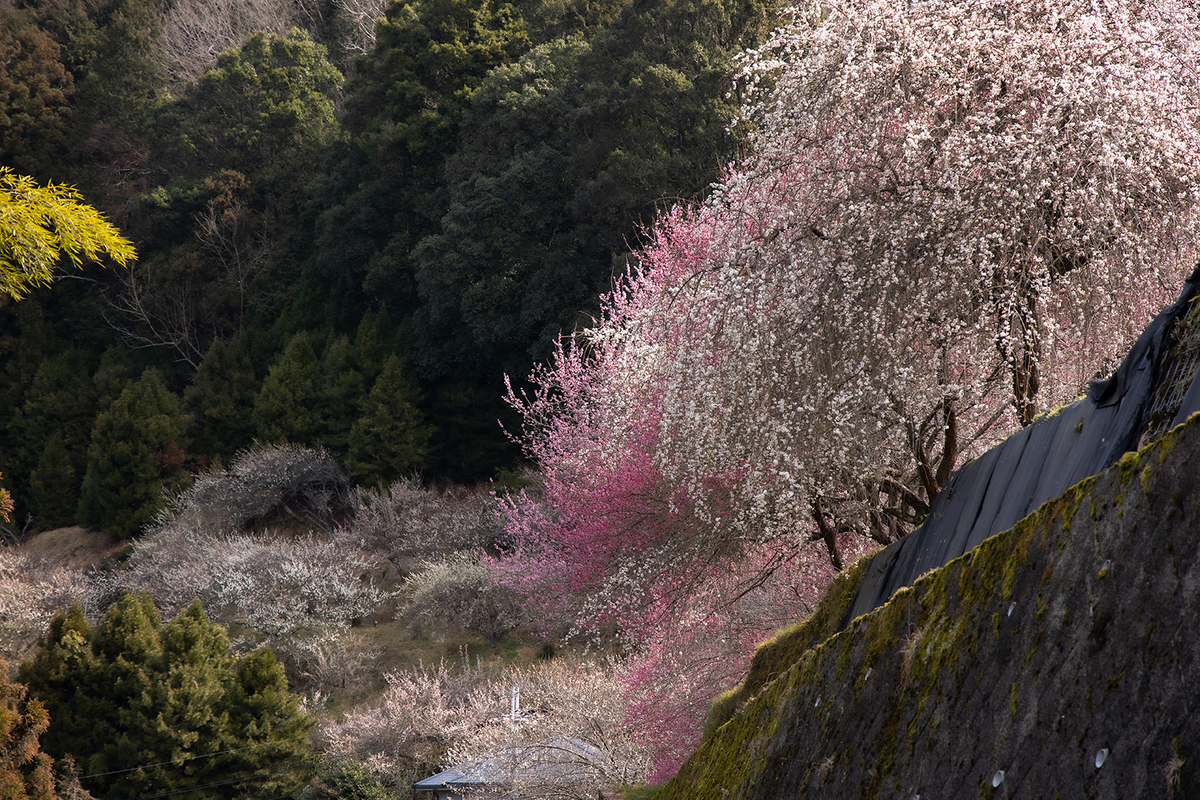 奈良県広橋梅林