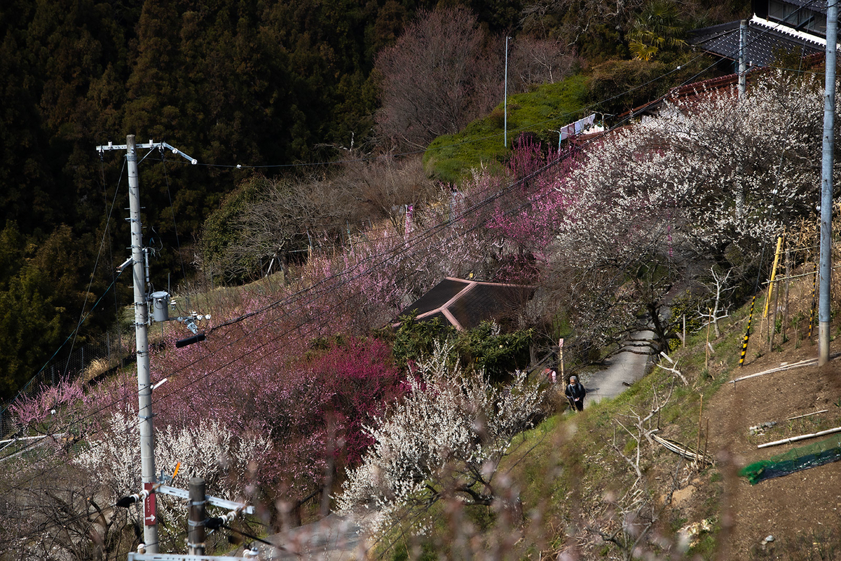 奈良県広橋梅林