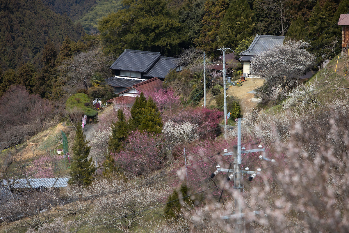 奈良県広橋梅林