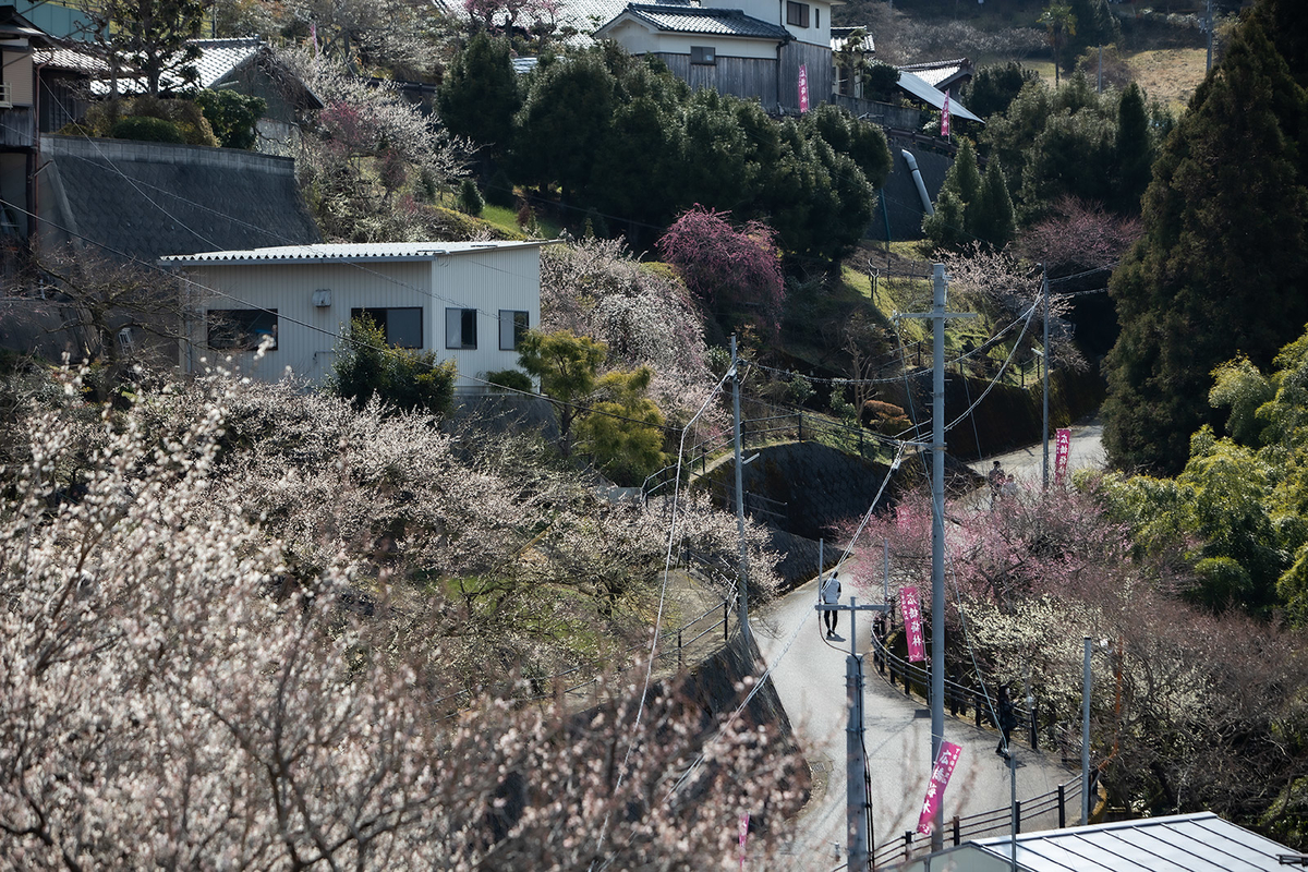 奈良県広橋梅林