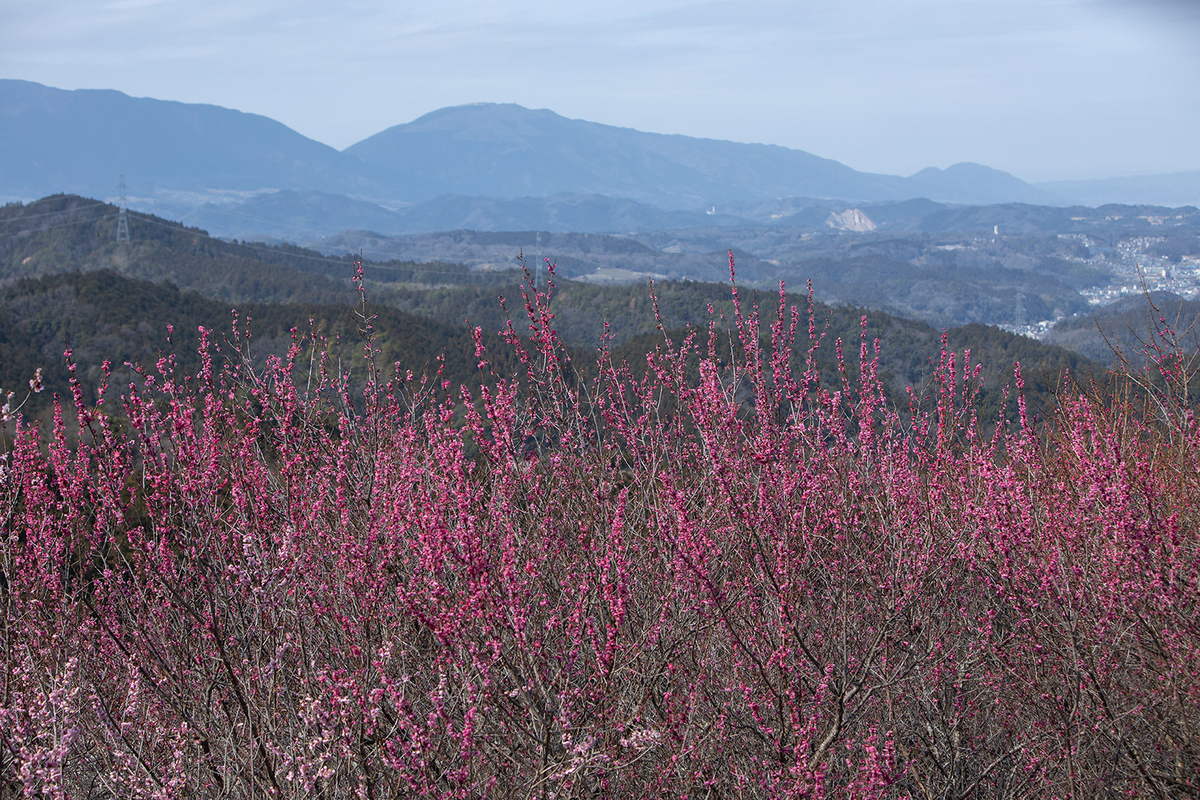 奈良県広橋梅林