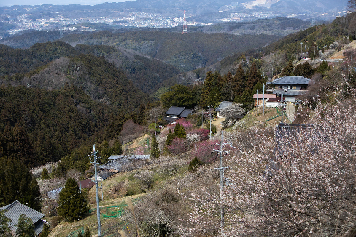 奈良県広橋梅林