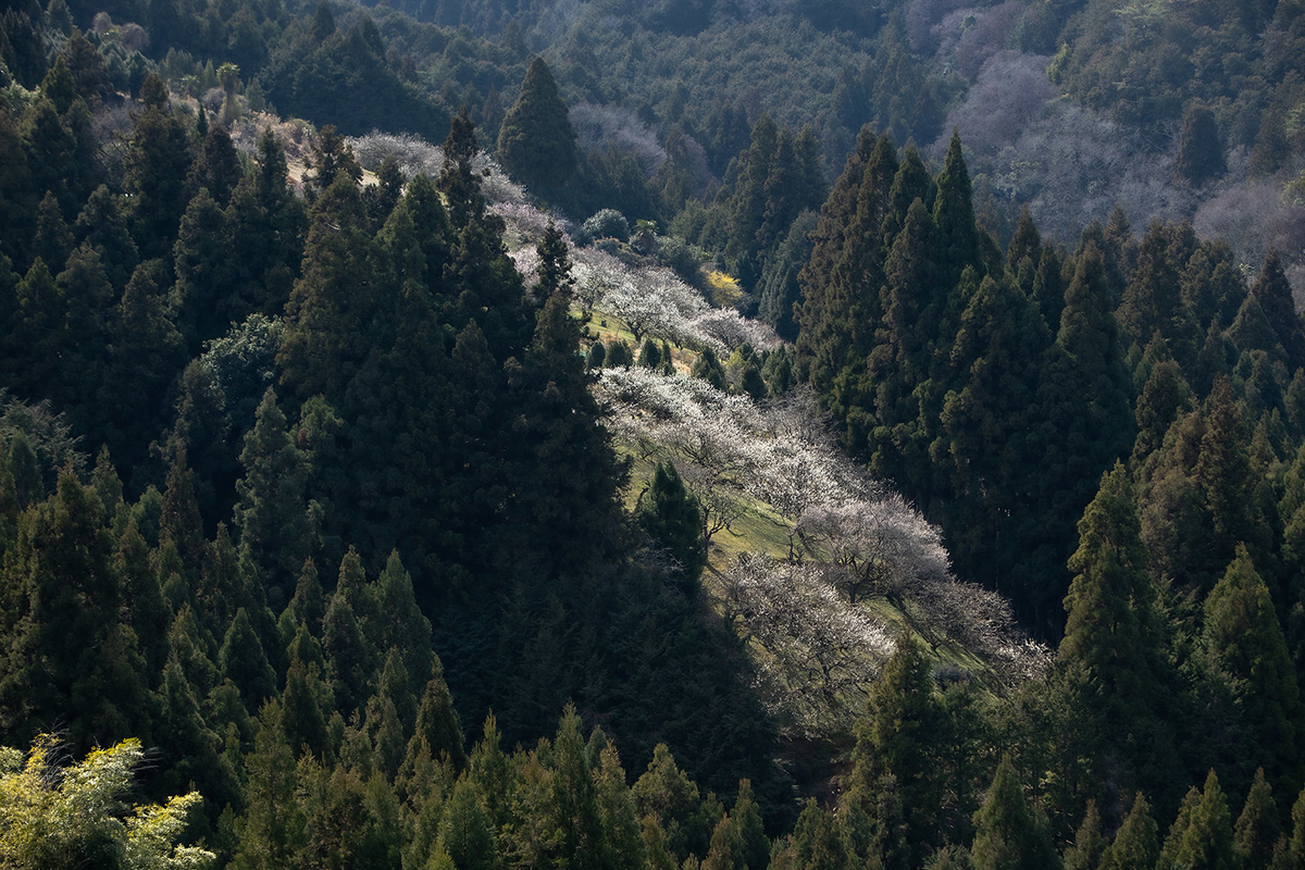 奈良県広橋梅林