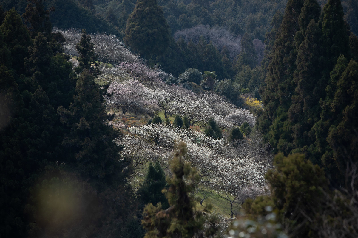 奈良県広橋梅林