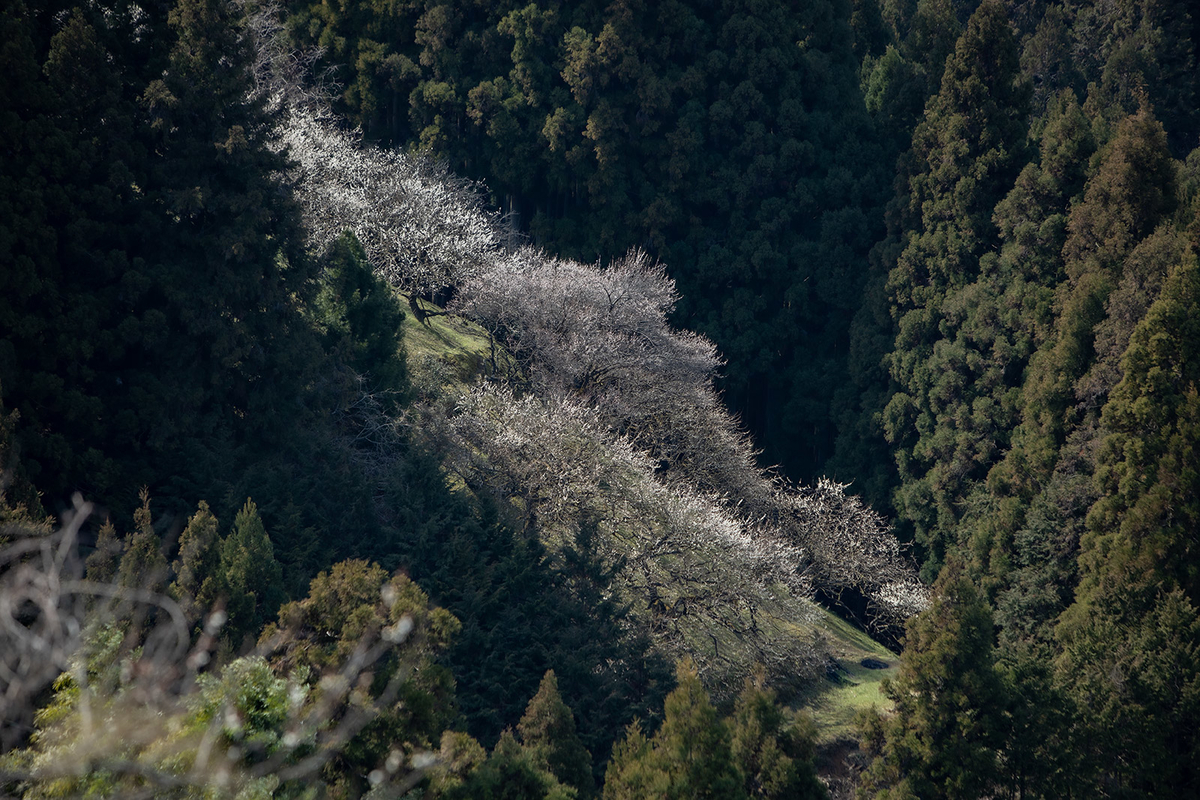 奈良県広橋梅林