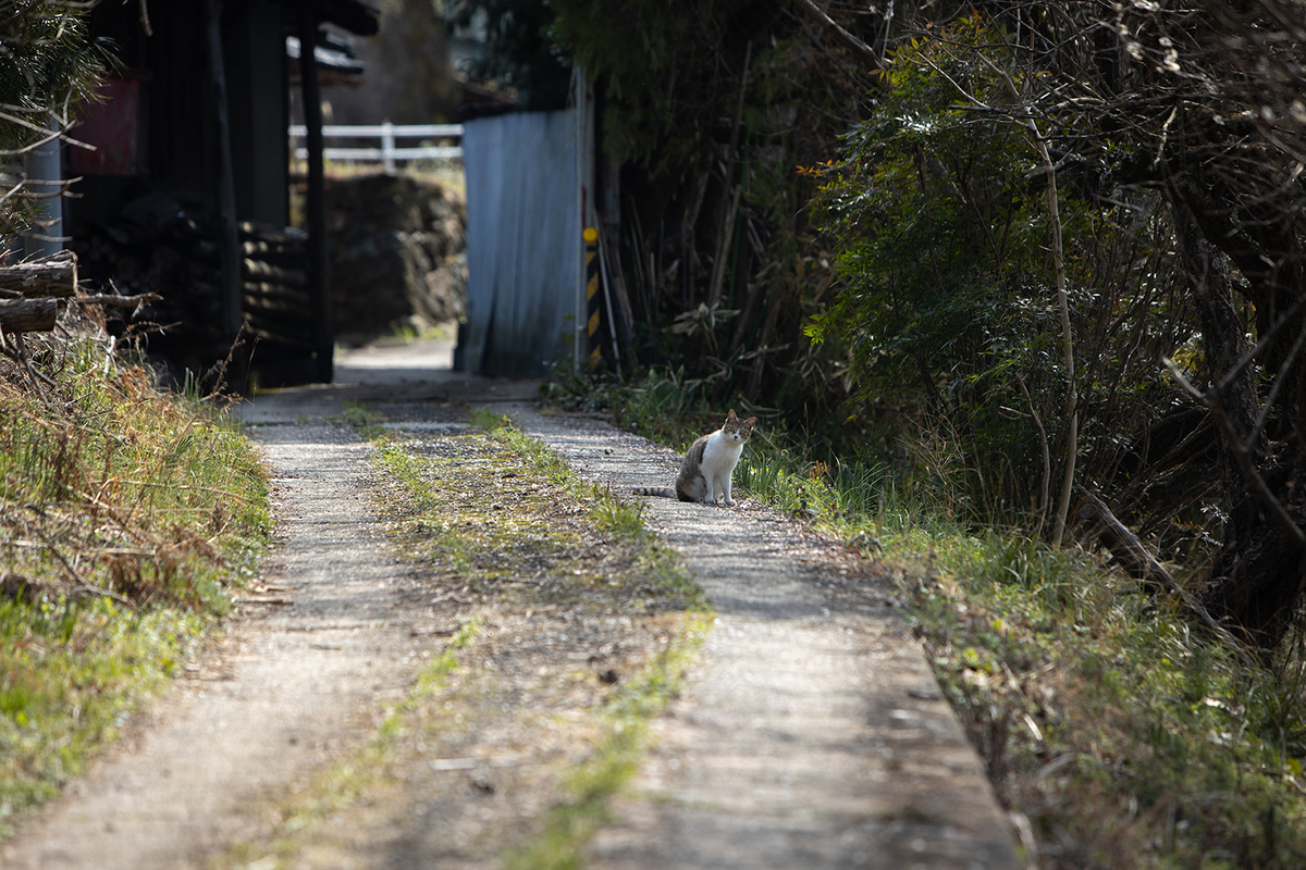 奈良県広橋梅林