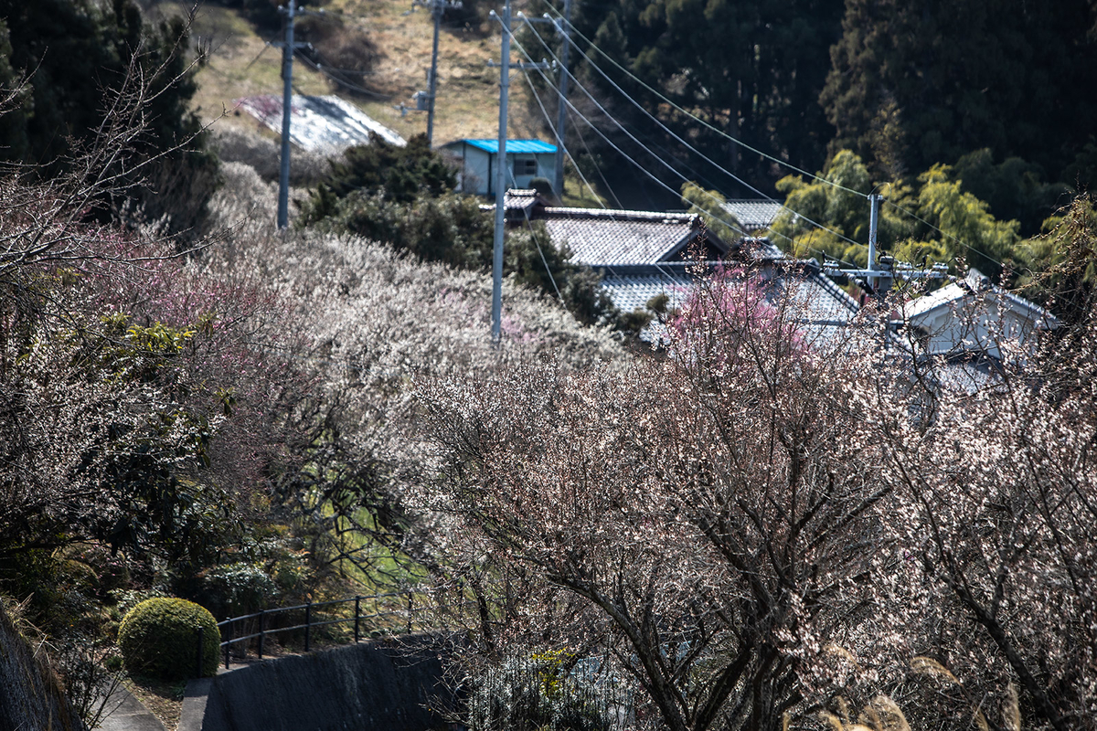 奈良県広橋梅林