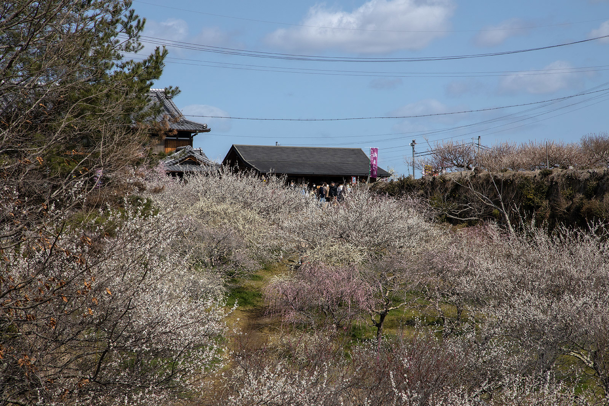 国名勝指定・県立自然公園の月ヶ瀬梅渓