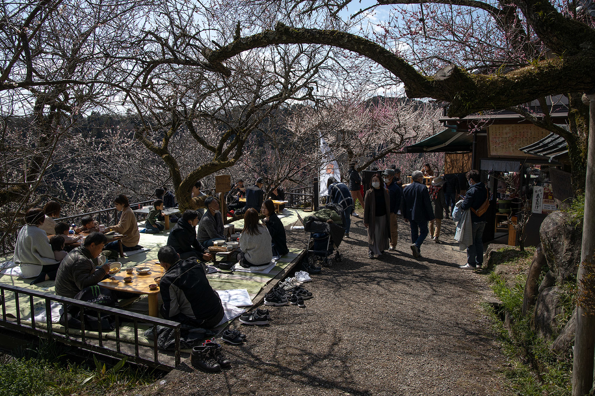 国名勝指定・県立自然公園の月ヶ瀬梅渓