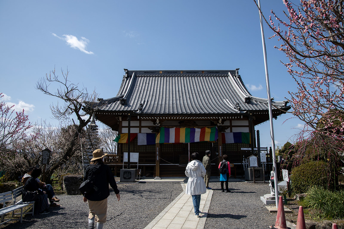 国名勝指定・県立自然公園の月ヶ瀬梅渓