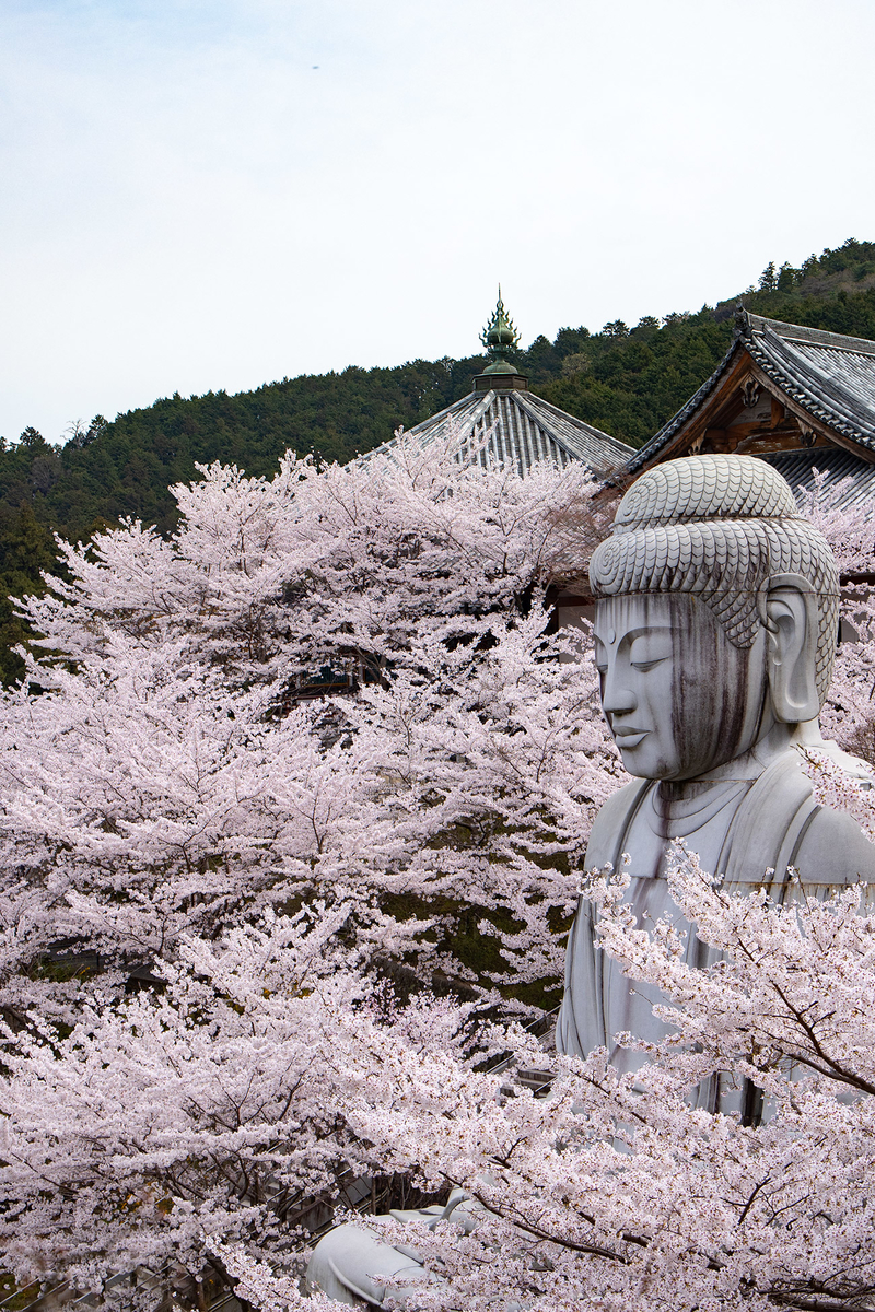 奈良県の桜の名所壷阪寺