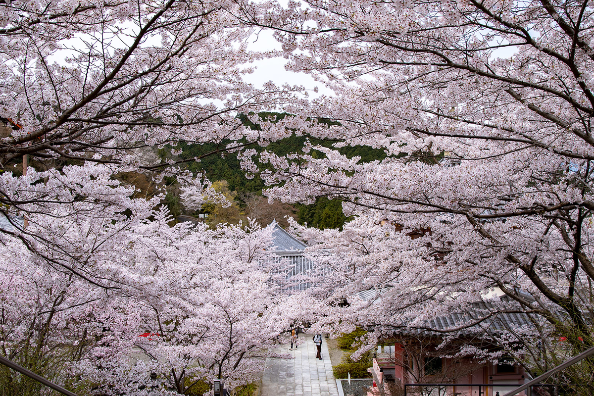 奈良県の桜の名所壷阪寺