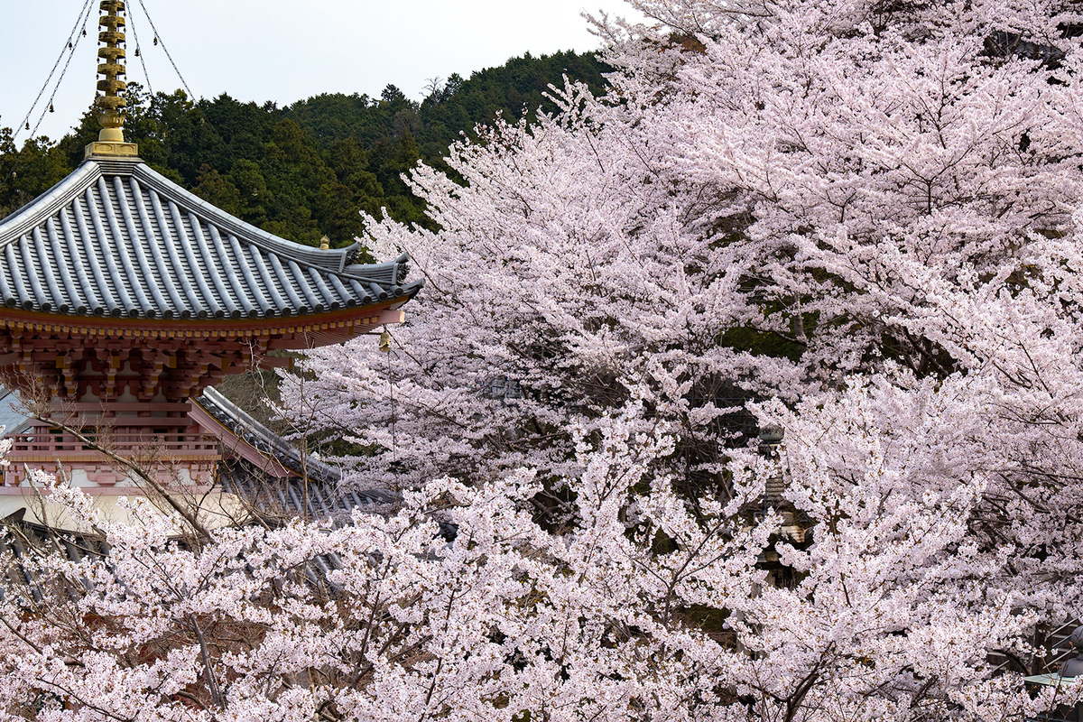 奈良県の桜の名所壷阪寺