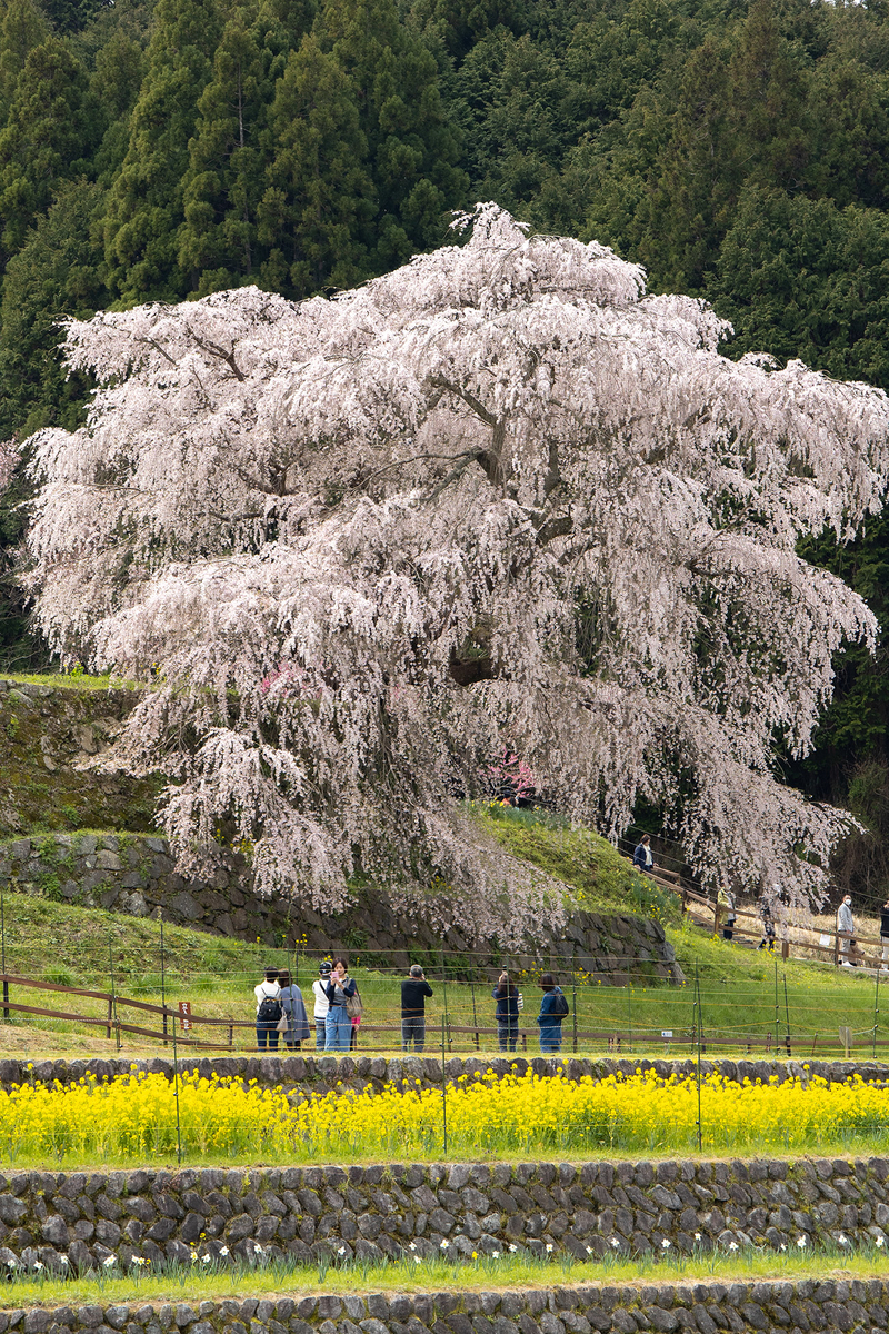 奈良県の桜の名所樹齢300年のしだれ桜、又兵衛桜。