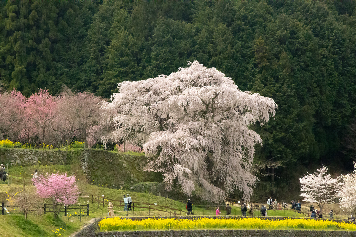 奈良県の桜の名所　樹齢300年のしだれ桜、又兵衛桜。