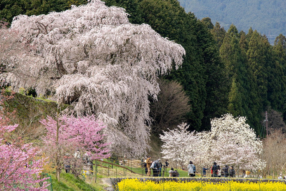 奈良県の桜の名所 樹齢300年のしだれ桜、又兵衛桜。