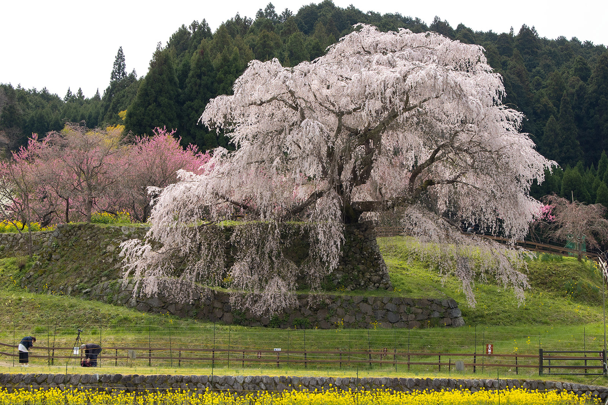 奈良県の桜の名所 樹齢300年のしだれ桜、又兵衛桜。