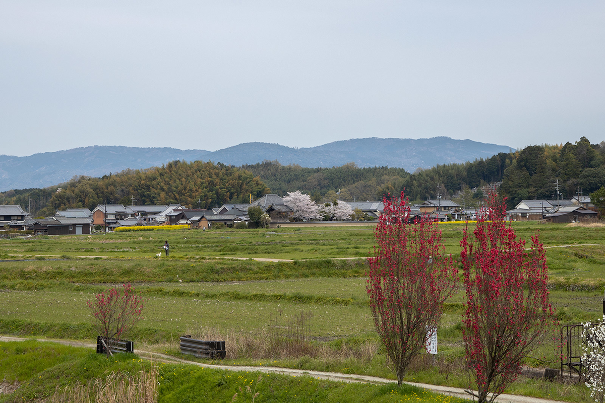 奈良県の桜の名所 飛鳥川沿いの桜並木