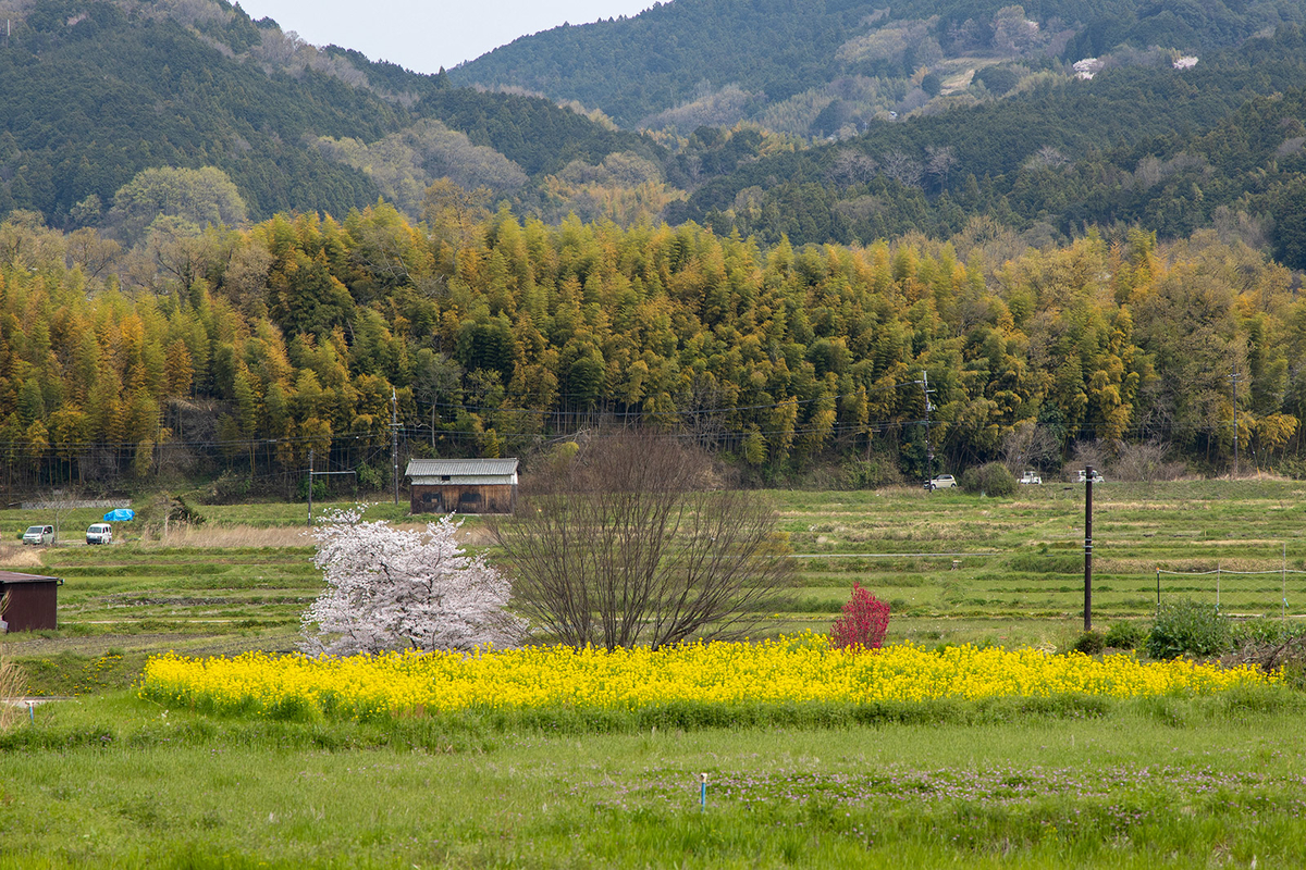 奈良県の桜の名所 飛鳥川沿いの桜並木