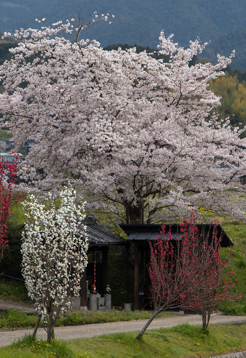 奈良県の桜の名所 飛鳥川沿いの桜並木