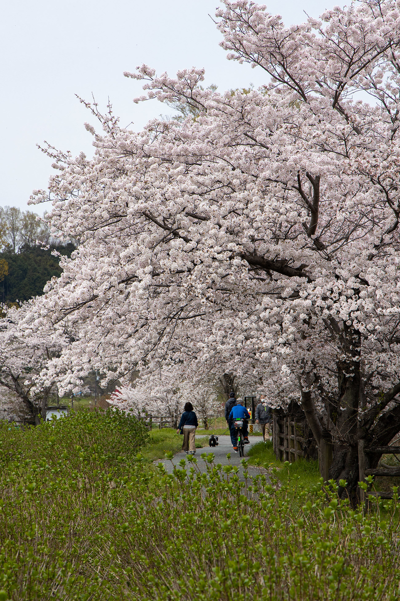 奈良県の桜の名所 飛鳥川沿いの桜並木