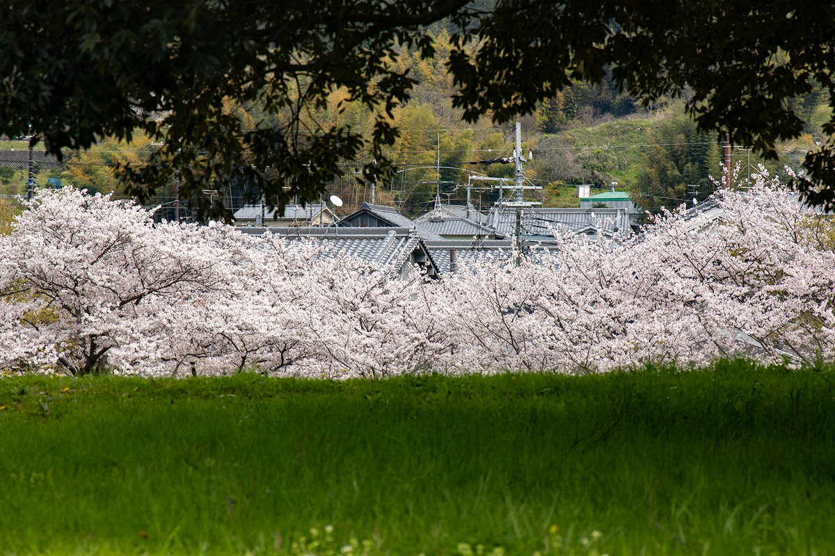 奈良県の桜の名所 飛鳥川沿いの桜並木