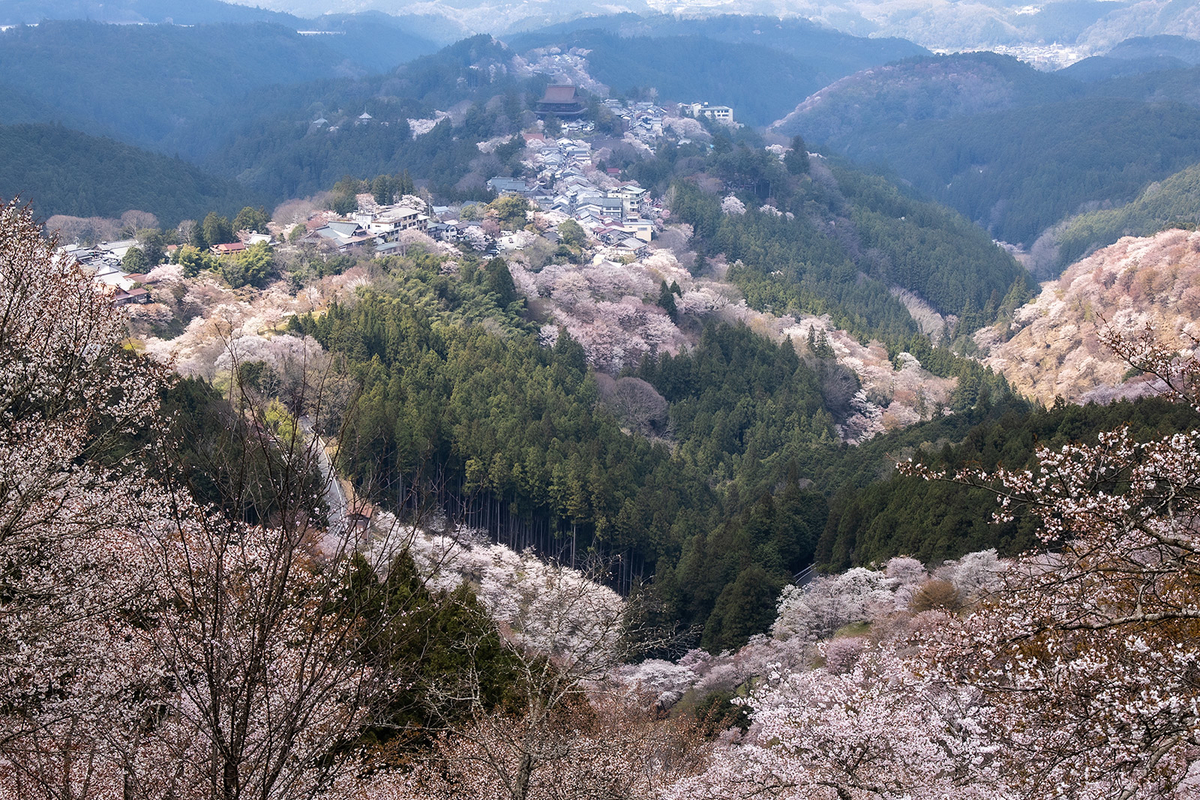 奈良県の桜の名所　吉野山