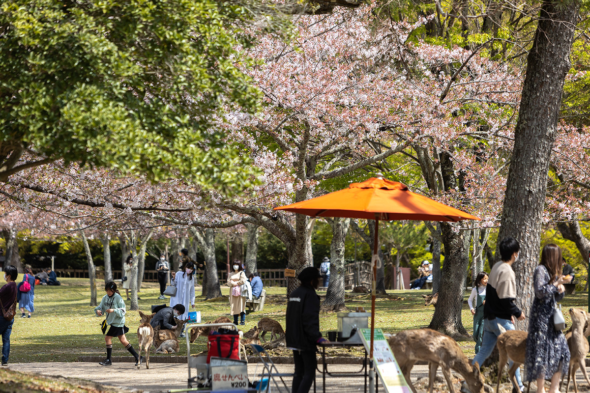 奈良公園