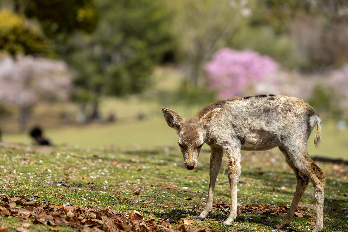 奈良公園