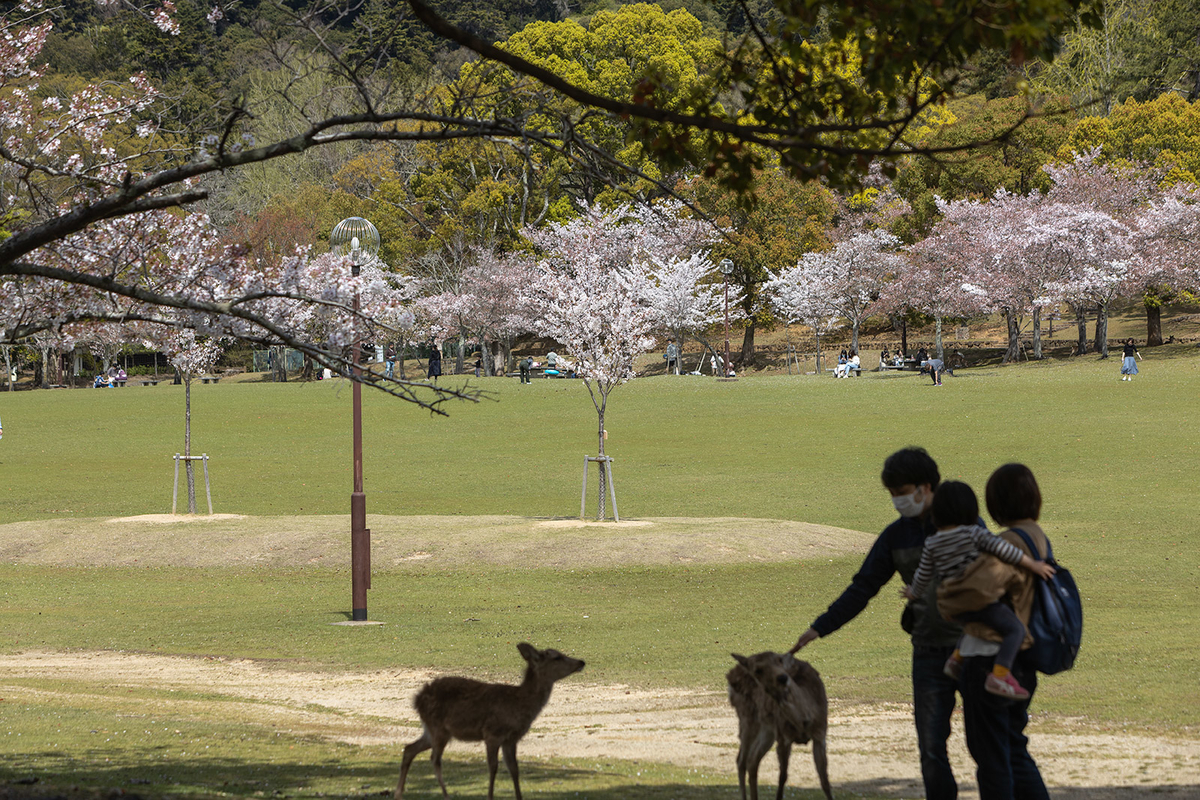 奈良公園