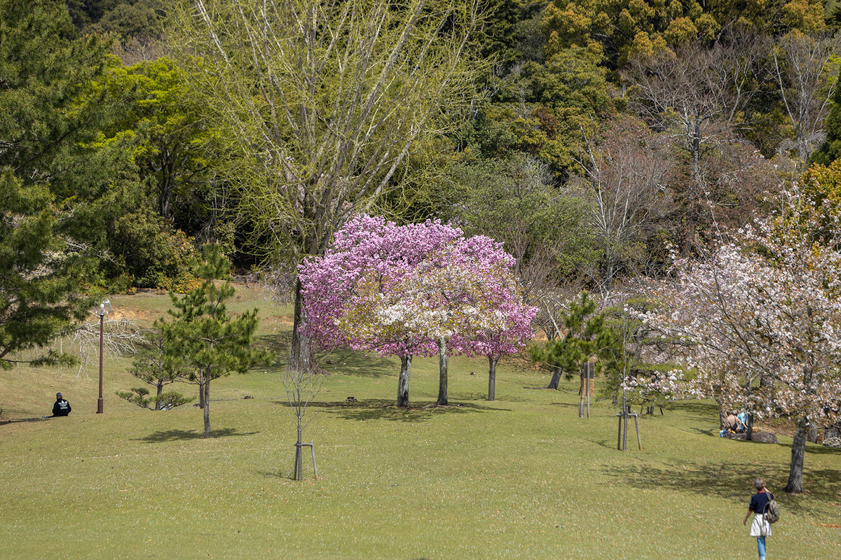 奈良公園