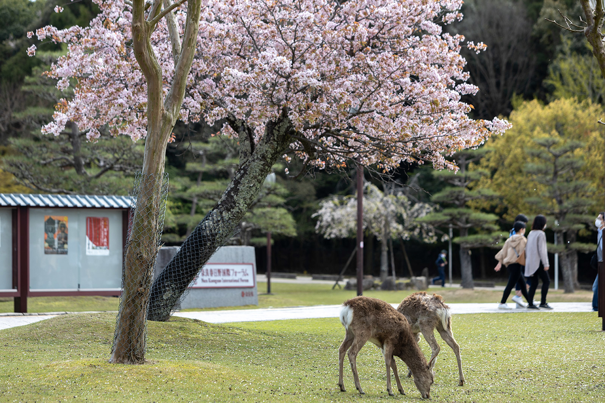 奈良公園