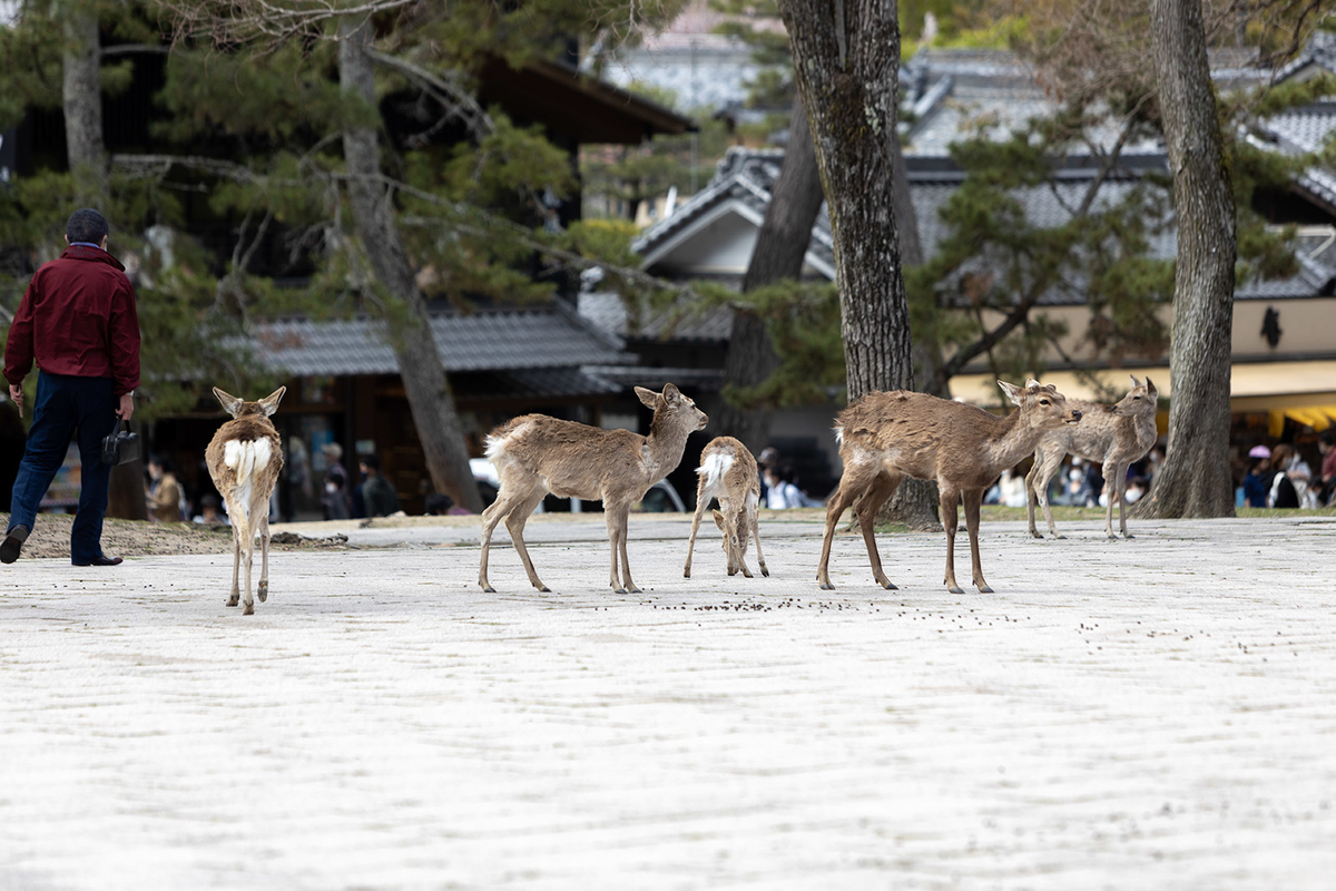 奈良公園