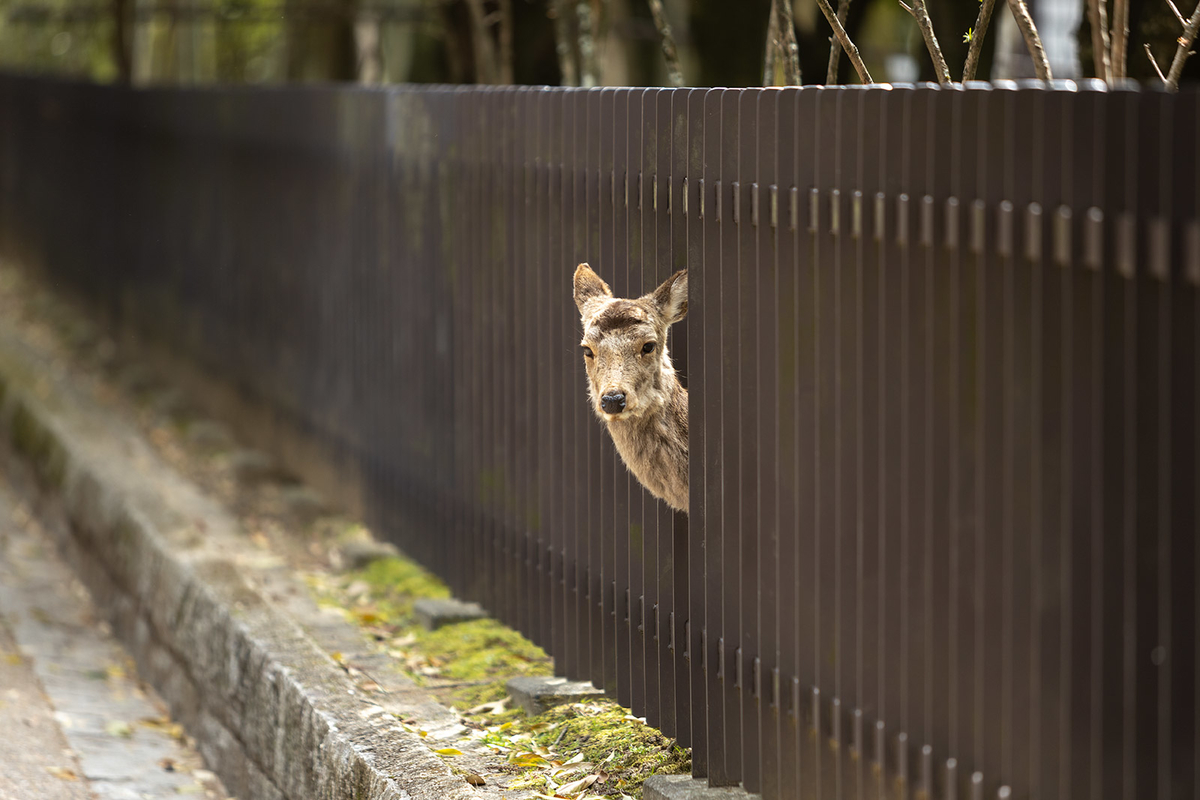 奈良公園