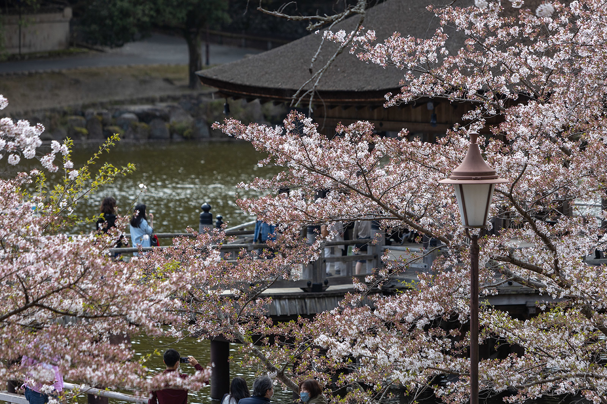 奈良公園