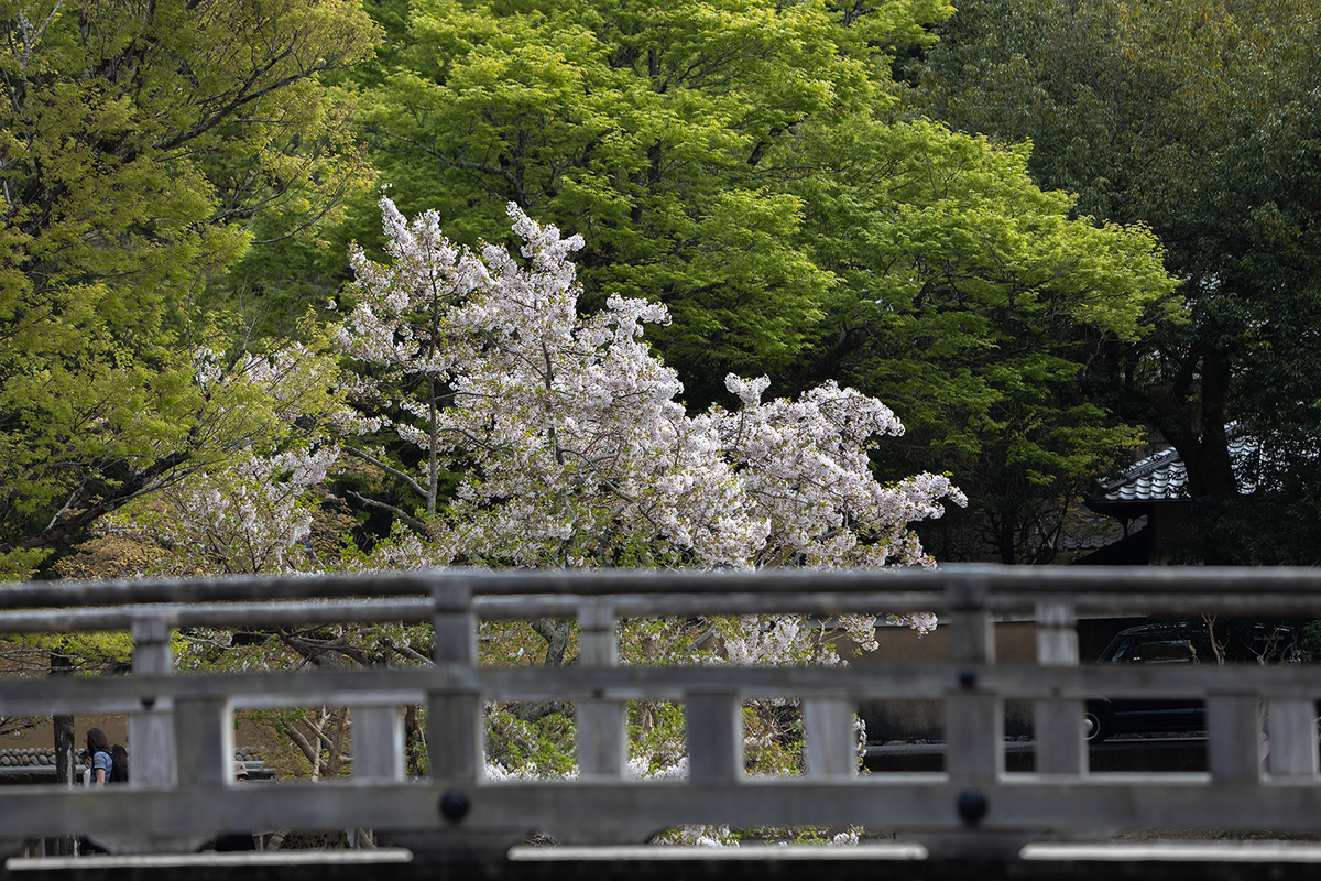 奈良公園