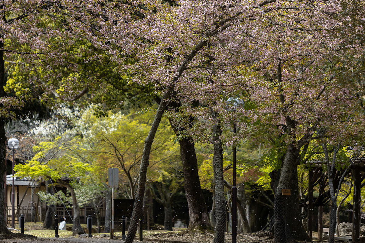 奈良公園