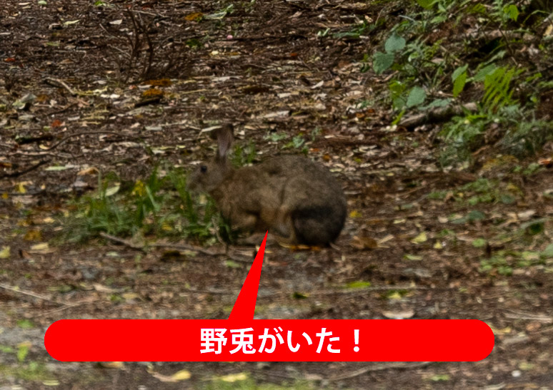 旧トロッコ道 竜王渓 新高野街道