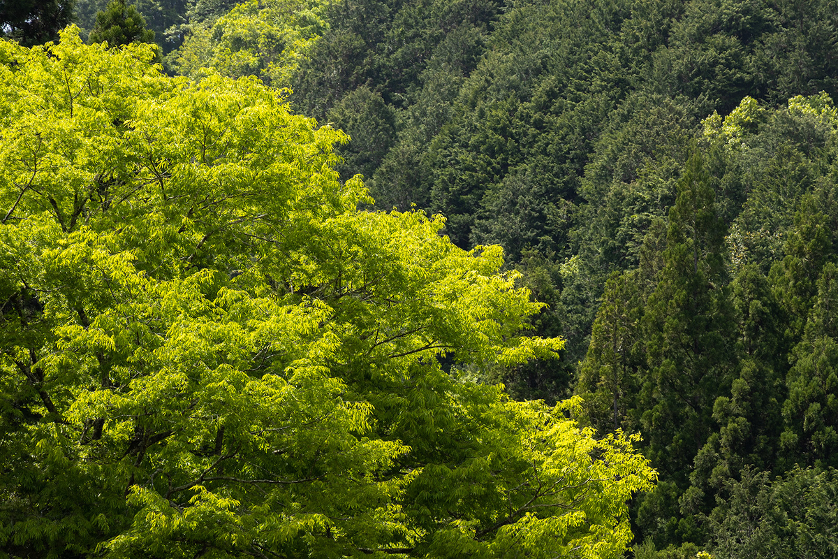 九度山