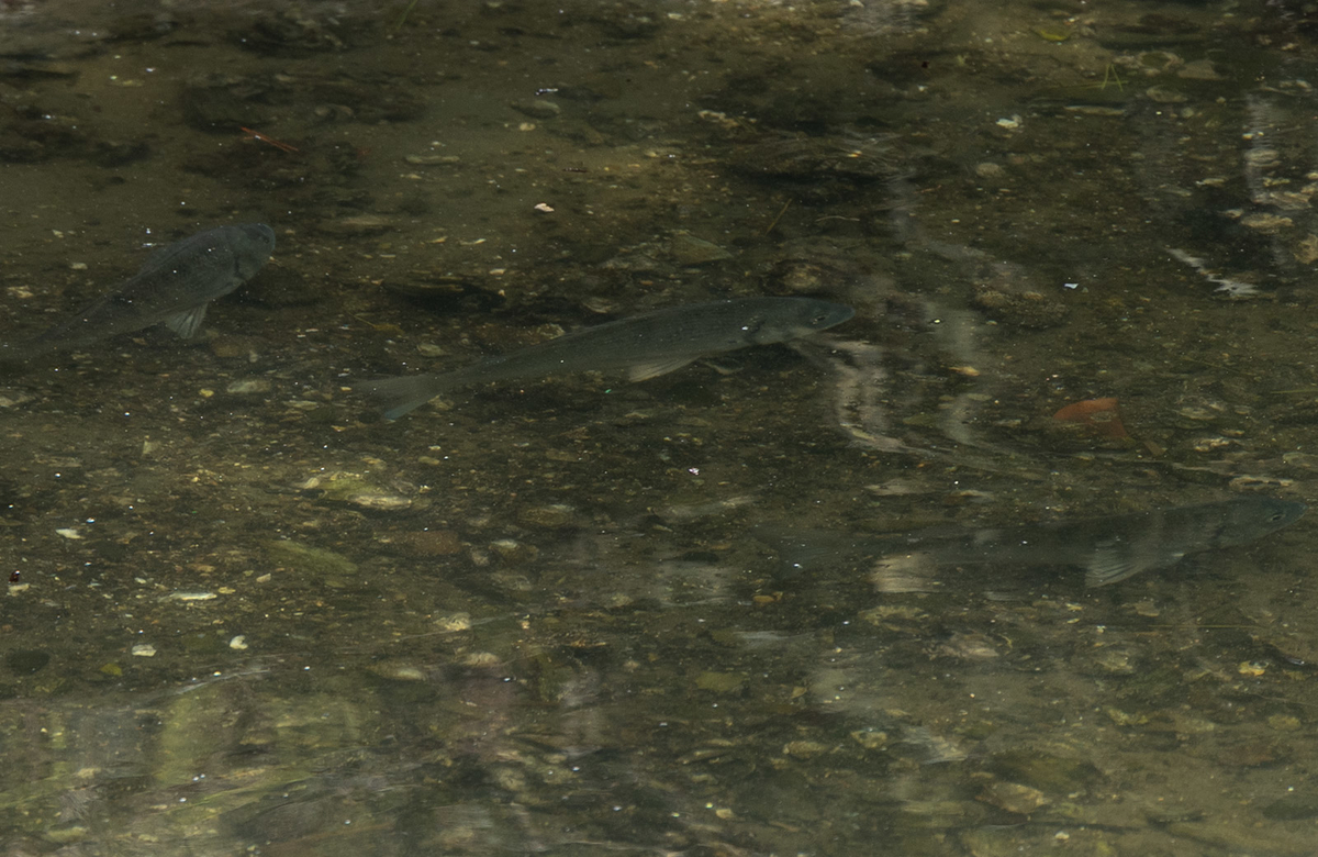 養翆園(ようすいえん)