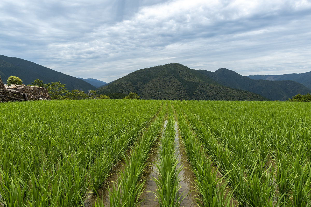 奈良県の秘境の絶景、十津川村の果無集落