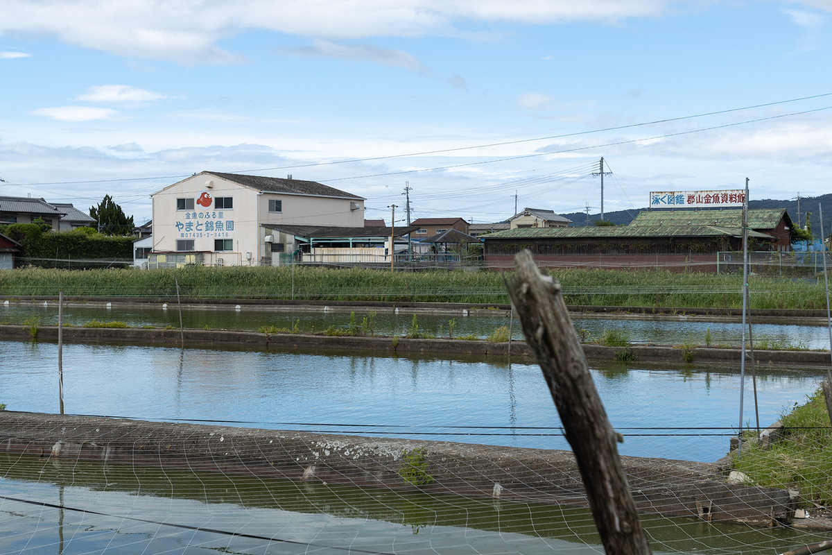 金魚の産地で有名な奈良県大和郡山市のやまと錦魚園