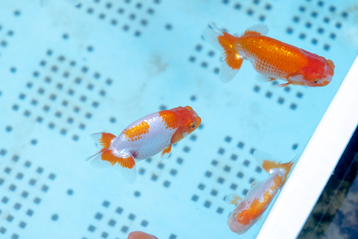 金魚の産地で有名な奈良県大和郡山市のやまと錦魚園で金魚観賞